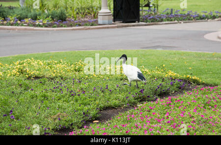 Weiße australische Ibis wandern in Hyde Park Blumenbeet in Sydney, Australien. Stockfoto