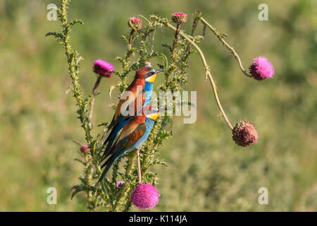 Europäische Biene-Esser (Merops Apiaster) im Donau-Delta, Rumänien Stockfoto