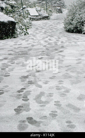 Spuren im Schnee in der Nähe von Logan PASS VISITOR CENTER - Glacier National Park, Montana Stockfoto