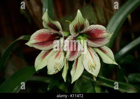 Nahaufnahme, Blumen Amaryllis (Hippeastrum) Rancho Cordova, Kalifornien Stockfoto