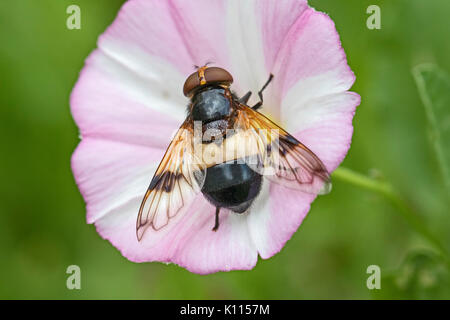 Weibliche große Pied Hoverfly Fütterung auf Acker-winde Stockfoto