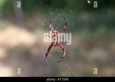 Nahaufnahme EUROPÄISCHEN GARTENKREUZSPINNE (Araneus diadematus) IM WEB, Rancho Cordova, Kalifornien Stockfoto