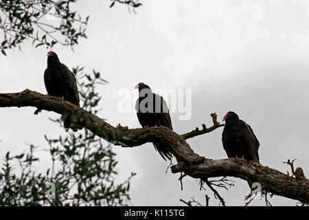 Truthahngeier (CATHARTES AURA) ruhen auf den Gliedmaßen, SACRAMENTO COUNTY, KALIFORNIEN Stockfoto