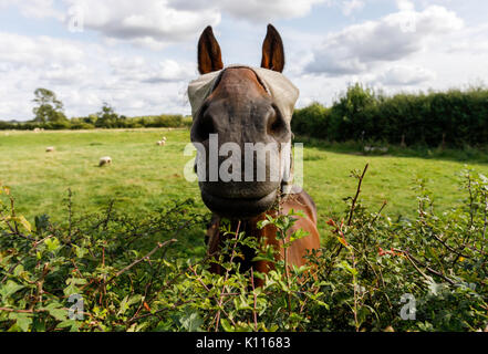 Ein Pferd das Tragen einer Fliege Maske, die Augen zu schützen. Kann auf den ersten Blick etwas beängstigend vom rechten Winkel betrachten. Dieses Pferd ist glücklich genug, haha! Stockfoto