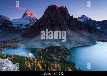 Abendlicht auf Mount Assiniboine oben fallen Lärchen, Mount Assiniboine Provincial Park, Rocky Mountains, British Columbia, Kanada Stockfoto