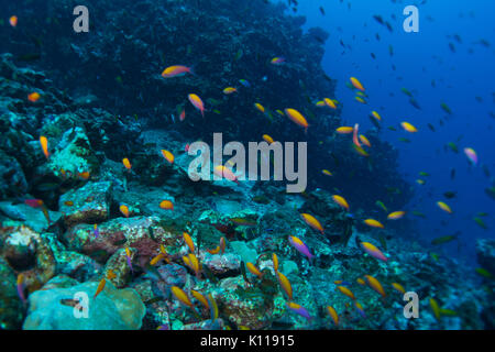 Unterwasser riff Szene aus Dorf Hapatoni, Tahuata, Marquesas, Französisch Polynesien Stockfoto