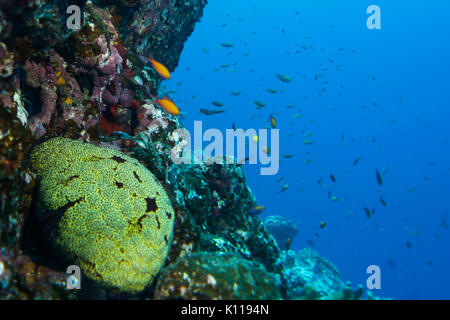 Unterwasser riff Szene aus Dorf Hapatoni, Tahuata, Marquesas, Französisch Polynesien Stockfoto