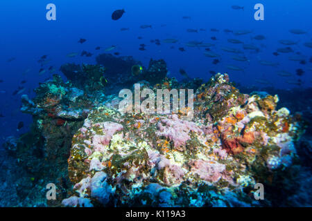 Unterwasser riff Szene aus Dorf Hapatoni, Tahuata, Marquesas, Französisch Polynesien Stockfoto