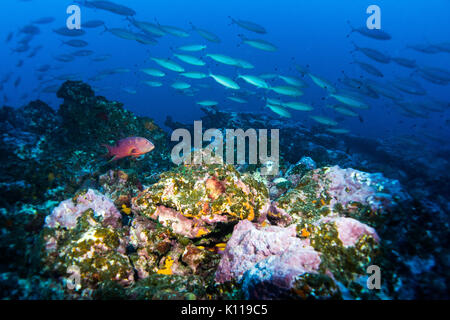 Unterwasser riff Szene aus Dorf Hapatoni, Tahuata, Marquesas, Französisch Polynesien Stockfoto