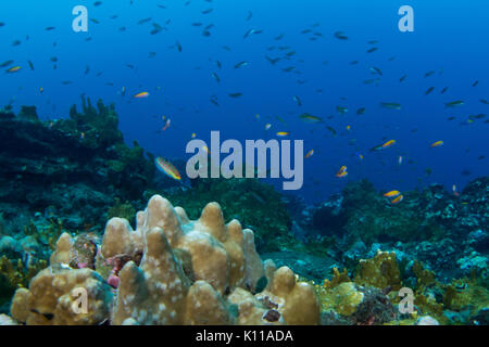 Unterwasser riff Szene aus Dorf Hapatoni, Tahuata, Marquesas, Französisch Polynesien Stockfoto