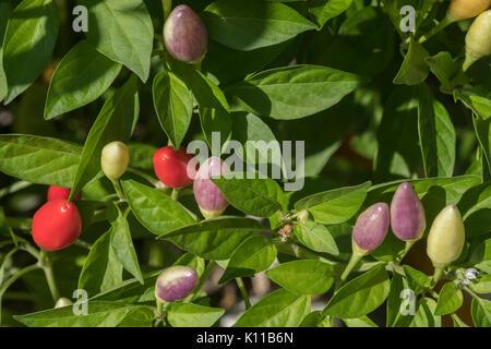 Chili Pflanze mit Paprikas von unterschiedlichem Grad der Reife. Stockfoto