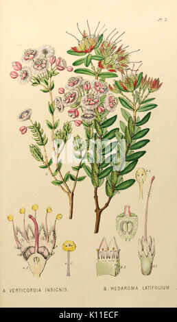 Anhang zu der ersten Zwanzig drei Bände des botanischen Edwards's Register (PL. 2) BHL 6014081 Stockfoto