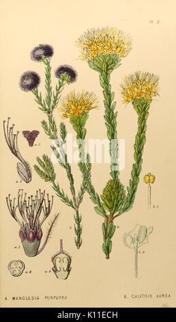 Anhang zu der ersten Zwanzig drei Bände des botanischen Edwards's Register (PL. 3) BHL 6014083 Stockfoto