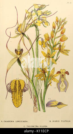 Anhang zu der ersten Zwanzig drei Bände des botanischen Edwards's Register (PL. 8) BHL 6014060 Stockfoto