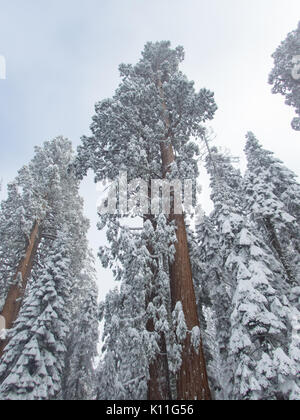 Schnee bedeckt die Oberseiten der gigantischen Sequoia und Redwood Bäume Stockfoto