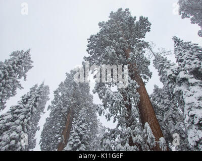 Schnee bedeckt Giant Sequoia Tree Tops Aufstieg in den Himmel Stockfoto