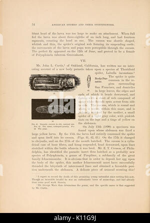 Diese Arbeit untersucht die verschiedenen Arten amerikanischer Spinnen und ihre einzigartige Fähigkeit, Netze zu spinnen. Die detaillierten Abbildungen verdeutlichen die vielfältigen Spinntechniken und die ökologische Bedeutung von Spinnen in ihren Lebensräumen. Stockfoto