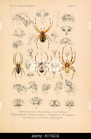 Amerikanische spinnen und ihre spinningwork (Seite 291, Platte I) BHL 4492928 Stockfoto