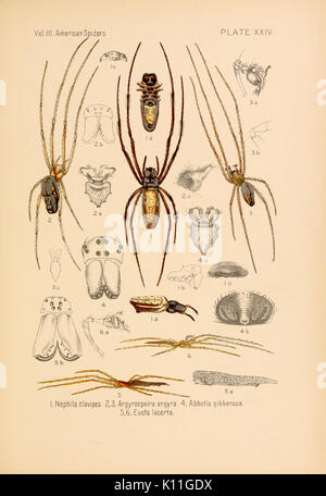 Amerikanische spinnen und ihre spinningwork (Seite 383, Platte XXIV) BHL 4493021 Stockfoto
