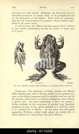 Amphibien und Reptilien (Seite 164, Abb. 33) BHL 23288235 Stockfoto
