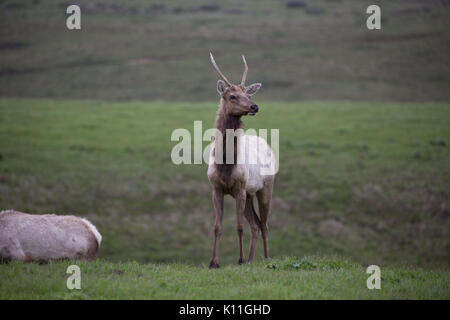 Nahaufnahme von Alert grosse Männchen mit 5 Punkt Geweih Tule elk und Mate roaming Grasland in Point Reyes National Seashore Stockfoto