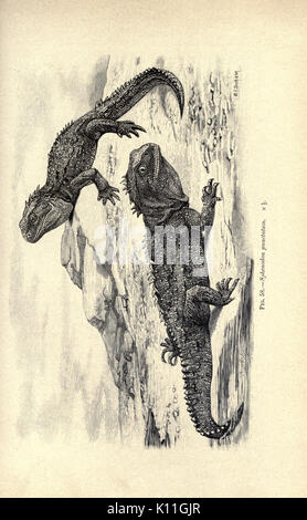 Amphibien und Reptilien (Seite 293, Abb. 58) BHL 23288364 Stockfoto