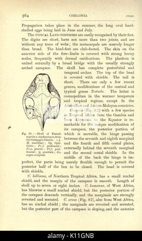 Amphibien und Reptilien (Seite 364, Abb. 81) BHL 23288435 Stockfoto
