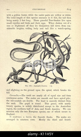 Amphibien und Reptilien (Seite 619, Abb. 164) BHL 23288690 Stockfoto
