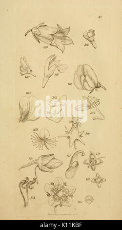 Eine Einführung in die physiologische und Systematische Botanik (PL. 13) BHL 10953568 Stockfoto