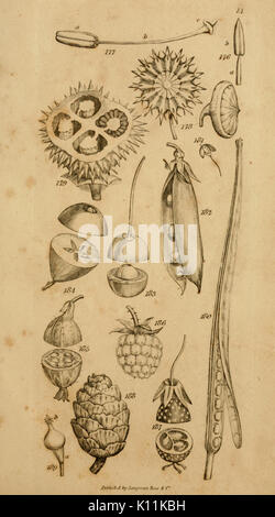 Eine Einführung in die physiologische und Systematische Botanik (PL. 14) BHL 10953570 Stockfoto