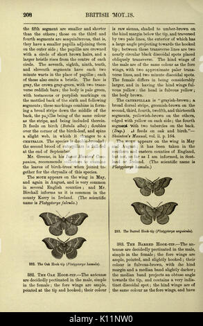 Diese Seite von *an Illustrated Natural History of British Butterflies and Moths* konzentriert sich auf Schmetterlings- und Mottenarten in Großbritannien. Die Arbeit bietet detaillierte Abbildungen und Beschreibungen, um die Identifizierung und Klassifizierung dieser Insekten zu erleichtern. Stockfoto
