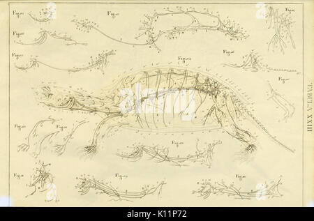Anatome testudinis Europaeae (Tabula XXIII) BHL 2969641 Stockfoto