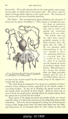 Luzerne, Heuschrecken, Bienen ihre Beziehung (Seite 80) BHL 23150727 Stockfoto