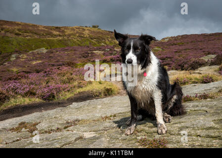 Border Collie Hund auf Kinder Scout im Peak District an einem sonnigen Sommertag. Felsen und Heather im Hintergrund. Stockfoto