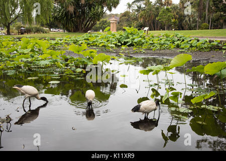 SYDNEY, NSW, Australien - NOVEMBER 19,2016: Main Teich an der Royal Botanic Gardens mit drei australische White Ibis und Touristen in Sydney, Australien. Stockfoto