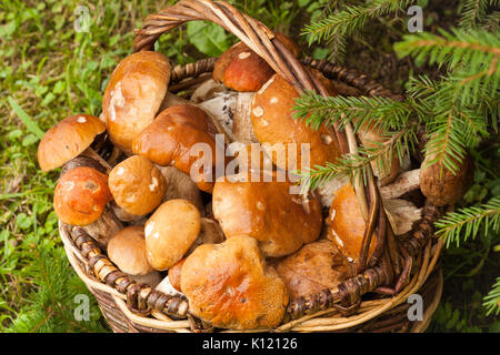 Frische Speisepilze im Weidenkorb im Herbst Wald, Ansicht von oben. Boletus Edulis. Weidenkorb mit Pilzen Boletus Edulis im Wald. Stockfoto