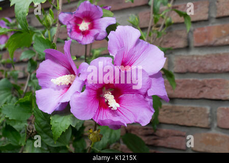 Einige rosa Blüten Hibiscus syriacus. Stockfoto