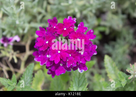 Pink Cluster Blume Lantana - Verbenaceae. Stockfoto