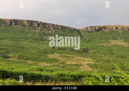 Stanage Edge, einem beliebten Klettern und Wandern Ort in Derbyshire Peak District, England Großbritannien Stockfoto