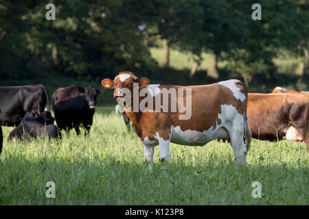 Rinder; Woodland Valley; Cornwall; Großbritannien Stockfoto