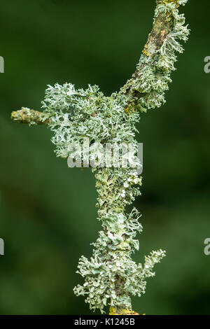 Rentier flechten Cladonia rangiferina wächst auf einem Zweig einer alten Eiche. Stockfoto