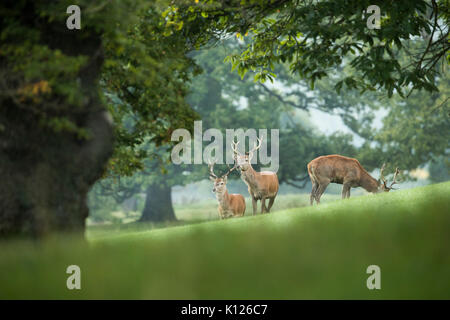 Rothirsch Cervus elaphus drei Hirsche Derbyshire, Großbritannien Stockfoto