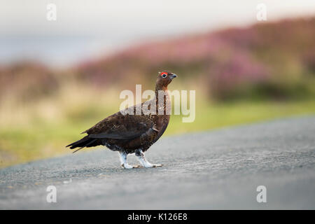 Rote Grouse ; Lagopus lagopus scotica Single Male on a Road Yorkshire; UK Stockfoto