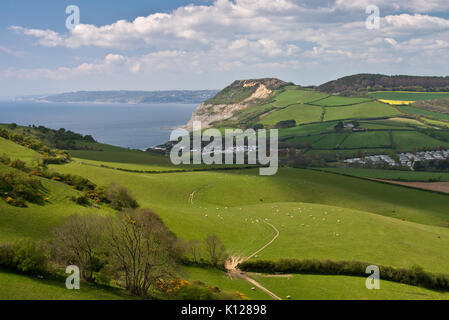 Blick über die sanften Hügel entlang der Jurassic Coast in Richtung goldene Kappe von Thornecombe Leuchtturm in der Nähe von Bridport in Dorset, England Stockfoto