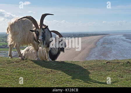 Blick entlang der Strände von Brean und Berrow von Brean in Somerset, England mit Ziegen in der notunterstände an einem strahlenden Frühlingstag. Stockfoto