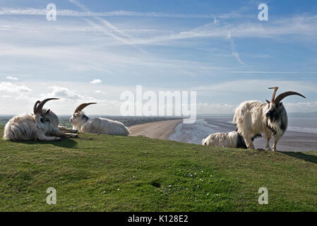 Blick entlang der Strände von Brean und Berrow von Brean in Somerset, England mit Ziegen in der notunterstände an einem strahlenden Frühlingstag. Stockfoto