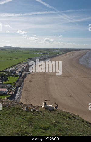 Blick entlang der Strände von Brean und Berrow von Brean in Somerset, England mit Ziegen in der notunterstände an einem strahlenden Frühlingstag. Stockfoto