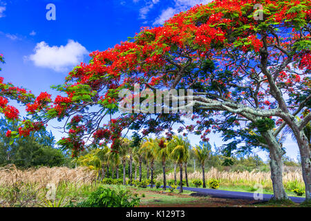 Wunderschöner, Exotischer Baum mit roten Blumen Flamboyant. Mauritius Stockfoto