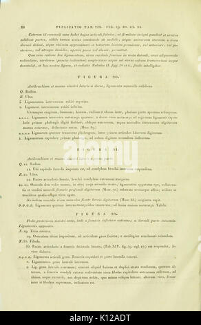 Anatome testudinis Europaeae (Seite 22) BHL 3271425 Stockfoto