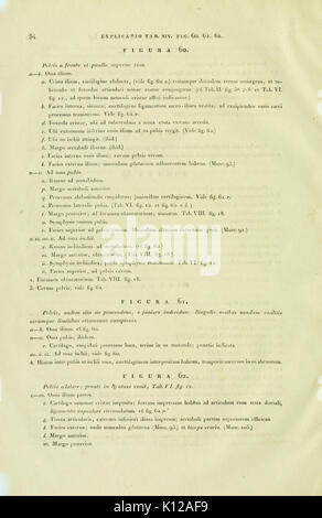 Anatome testudinis Europaeae (Seite 54) BHL 3271407 Stockfoto